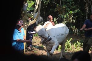 Qurban Online Sah